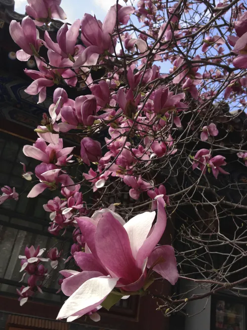 花开 - 未果