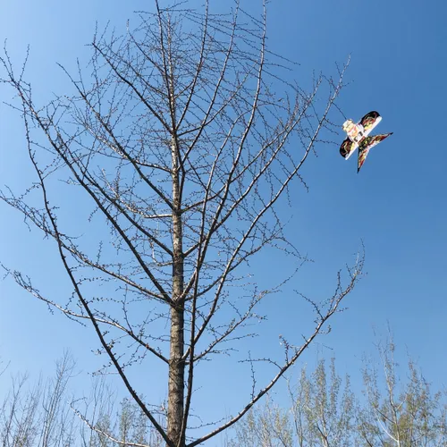 树