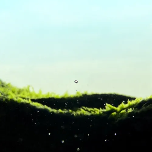 青