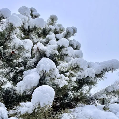 瑞雪兆丰年