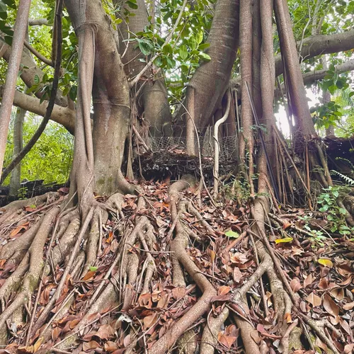根