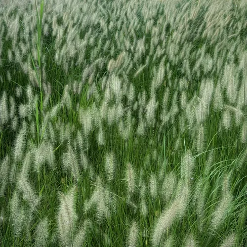 飘摇